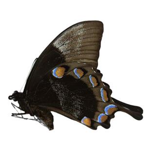 真蝴蝶标本原蝶批发盲盒未展翅小昆虫练手教学diy手工材料闪蝶