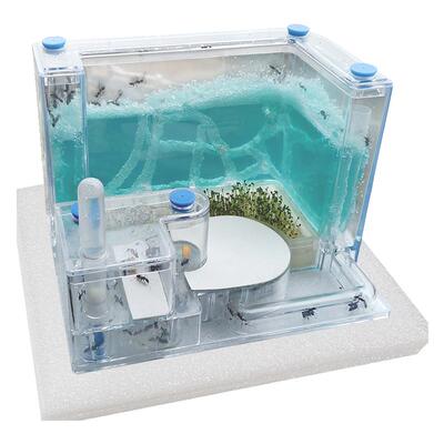 特大空间蚂蚁宫殿VAIMY吾麦繁殖