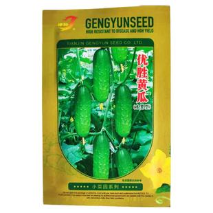 黄瓜种籽大全水果种子摘不败秋瓜满地爬四季种植蔬菜种孑旱瓜种籽