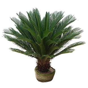 铁树盆栽小苗树苗四季常青盆栽室内公母苗苏铁耐寒好养绿植霸王铁