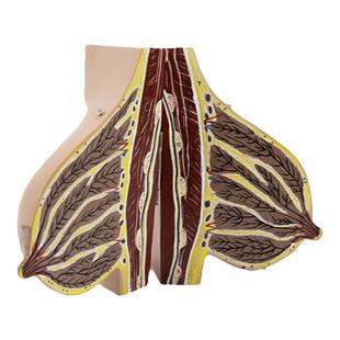 人体乳房结构解剖模型女性胸部乳腺静止期哺乳期病变仿真医学教具