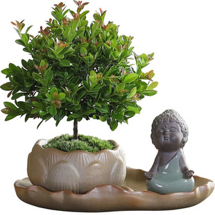 小叶赤楠盆栽客厅室内中式禅意植物文竹工位桌面好养绿植四季常青