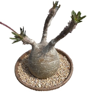 象牙宫块根植物鬼切阁熟桩野生原产地欧系布纹球一物一拍象足漆树