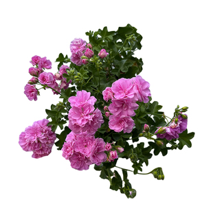 惠惠的花园垂吊天竺葵花苗夏日玫瑰冰淡紫四季阳台庭院花卉盆栽苗