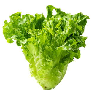 四季速生奶油生菜苗秧苗带土带根意大利罗马结球水培速生盆栽菜苗