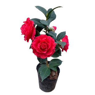 情人节茶花巨大型红色花朵云南杂交品种名贵稀有茶花带花苞苗包邮