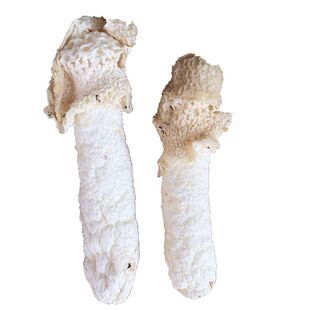 野生织金竹荪 精选红托竹荪干货特产正品竹笙无熏硫50g野生菌包邮