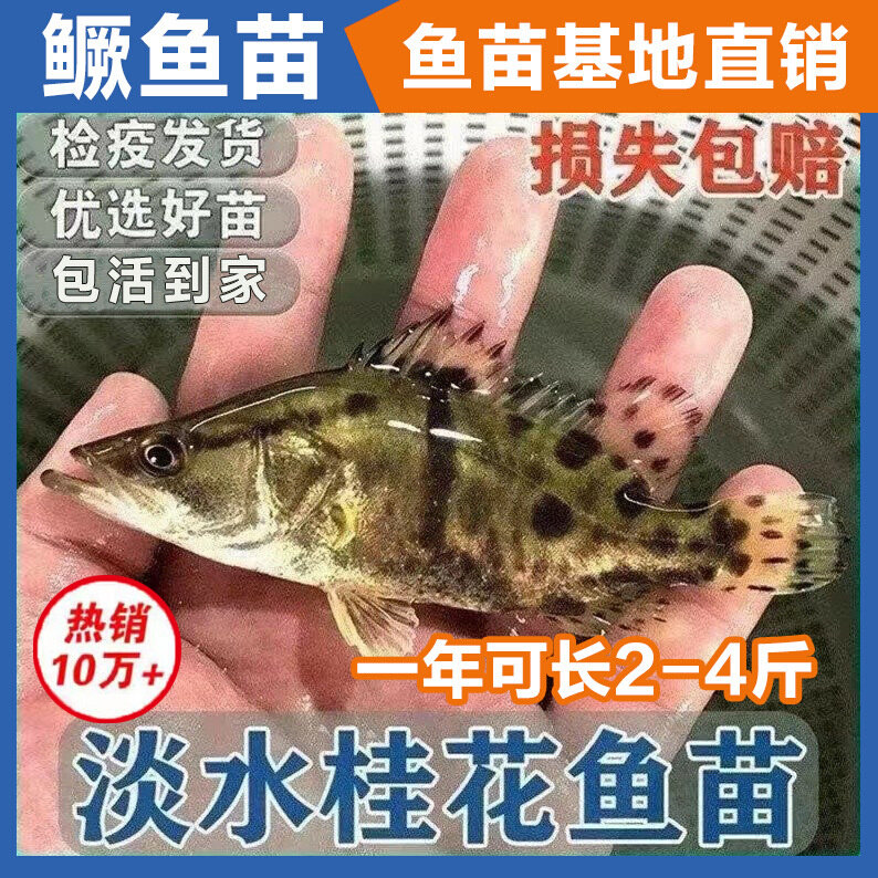 新款桂花鱼苗鳜鱼苗淡水鱼苗养殖食用凶猛食肉性活体桂鱼路亚鱼苗
