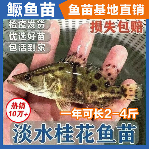 新款桂花鱼苗鳜鱼苗淡水鱼苗养殖食用凶猛食肉性活体桂鱼路亚鱼苗