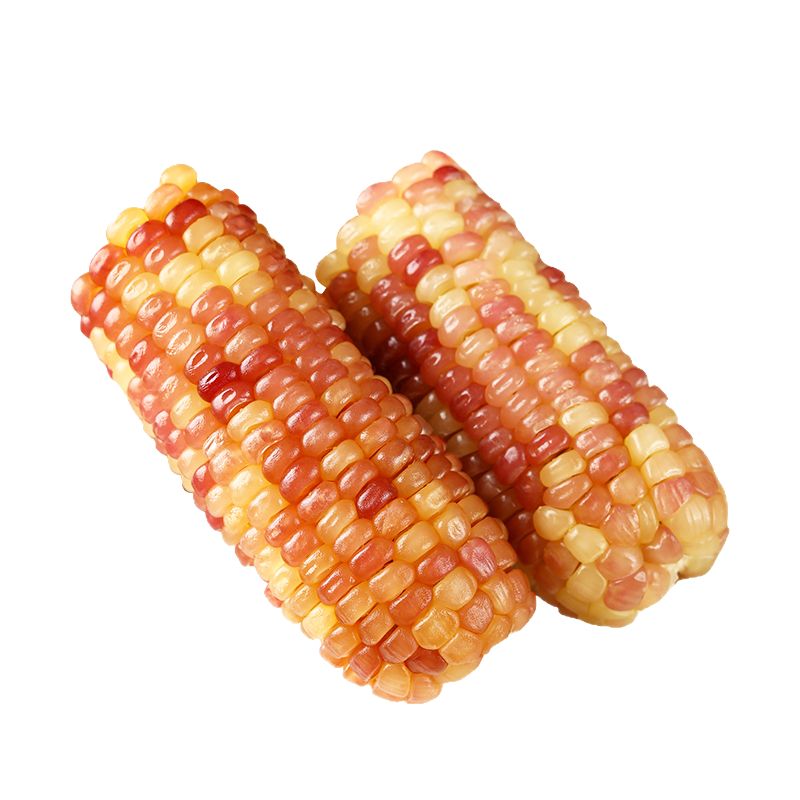 西双版纳香糯玉米小花糯玉米