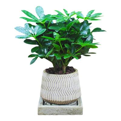 常绿盆栽植物鸭脚木 七叶莲 鹅掌柴 鸭掌木观叶绿植木本植物包邮