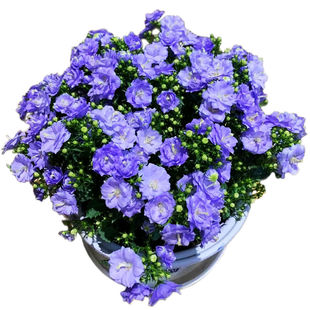 重瓣丹麦风铃带花 花苞状态发 带硬质胶盆 连盆高约22厘米 窗台养