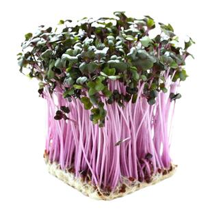 红萝卜苗种子种籽苗种青萝卜籽种水培芽苗菜四季青菜孑菜籽菜种