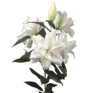 现货进口百合花种球种东方香水玫瑰重瓣大球多年生冰美人