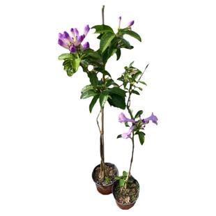 蒜香藤花苗 紫铃藤爬藤植物 围墙庭院爬藤高手开花密集变色藤花