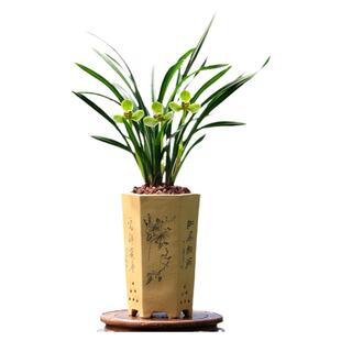 翁源兰花苗正品春兰帝王梅老种宋梅带花浓香好养室内绿植花卉盆栽