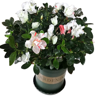 永福花乡园艺 青锦旗杜鹃 五宝杜鹃花盆栽 大盆花卉