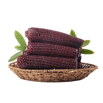 25年正宗黑土地黑糯玉米10支软糯香甜粘苞米整箱真空包装优质粗粮