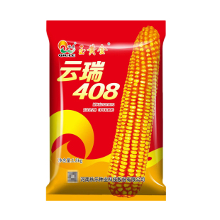 云瑞408丰产玉米种籽耐旱耐瘠薄耐密植山地瘦地坡地薄地表现突出