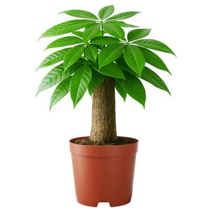史丹利发财树小盆栽绿植客厅招财树盆栽摆件盆景办公室桌面原生苗