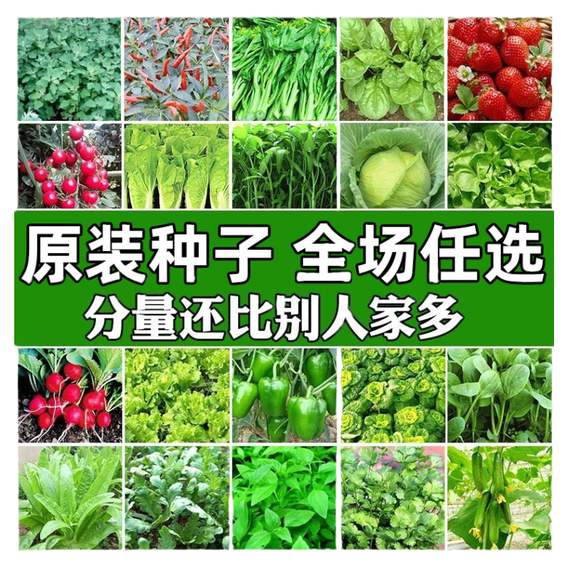 四季蔬菜种子菜种籽菜园盆栽小白菜辣椒黄瓜萝卜蔬菜种孑籽种大全