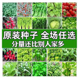 四季蔬菜种子菜种籽菜园盆栽小白菜辣椒黄瓜萝卜蔬菜种孑籽种大全
