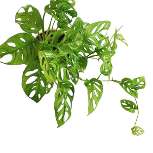 巨洞龟背竹ME巨洞MA安德森开洞仙洞锦 斜叶龟绿白植爬藤室内阳台