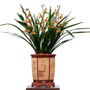 高端老种墨兰花苗奇花金鸟四季建兰富山奇蝶带花浓香好养室内花卉