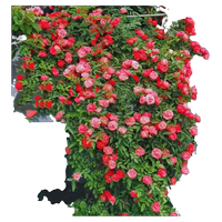 四季開花橙木香花苗紅黃白木香少刺爬藤薔薇藤本月季多花攀爬植物