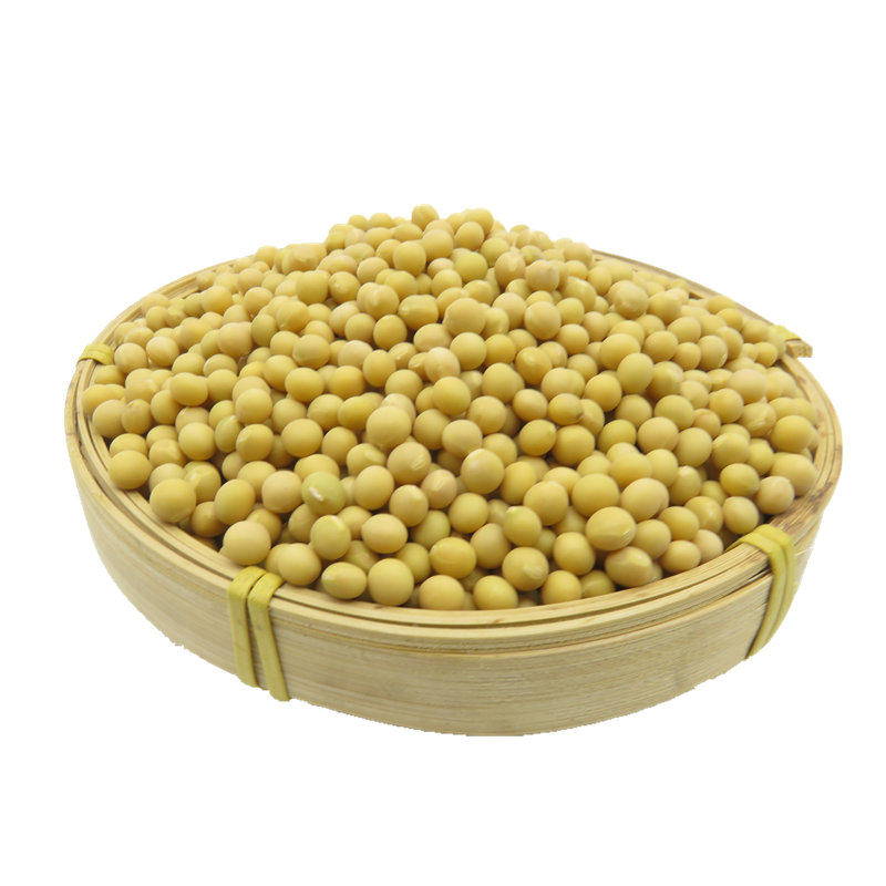 发黄豆芽苗菜种子非转基因黄豆 发豆芽专用 家庭纳豆芽机包邮