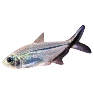 三角灯龙须灯玻璃灯紫光精灵喷火灯蝴蝶凯蒂黑尾大勾樱桃灯观赏鱼