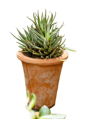 红陶花盆清仓特价包邮