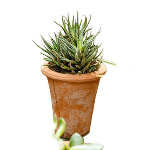 红陶花盆陶土瓦盆粗陶透气大口径多肉陶瓷绿植兰花盆清仓特价包邮