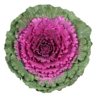 食用羽衣甘蓝种子孢子包菜籽紫衣苞抱子2025新菜种子四季大全