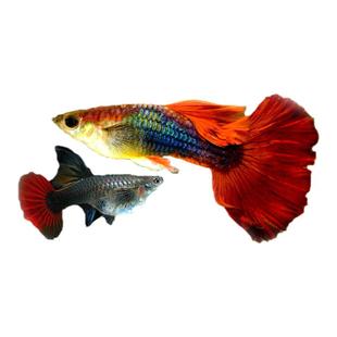 孔雀鱼鱼苗观赏鱼小型活体金鱼热带淡水好养耐活斑马凤尾鱼缸小鱼