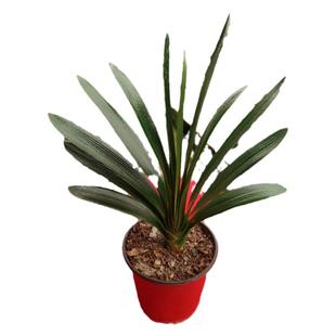 君子兰东北精品立板油匠 立板技师 立板胜利 大小苗君子兰