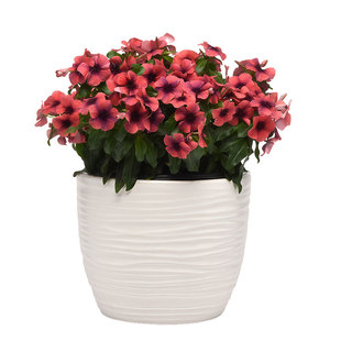 进口长春花种子刺青/木瓜Tattoo复古色五叶梅长花期阳台盆栽春播