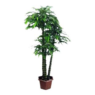 别墅庭院高档观赏竹子四季青佛肚竹罗汉竹苗盆景竹子龟背竹龙鳞竹