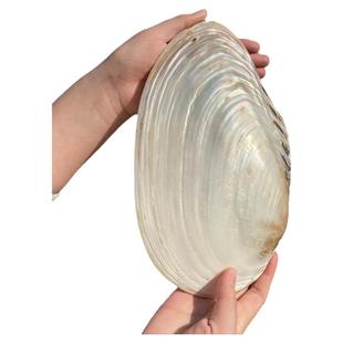 天然超大贝壳摆件珍珠蚌家居装饰品收藏贝壳工艺品玩具拍摄道具