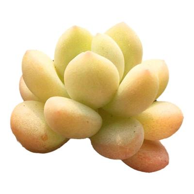 泡泡糖迷你小桩多肉植物一物一拍