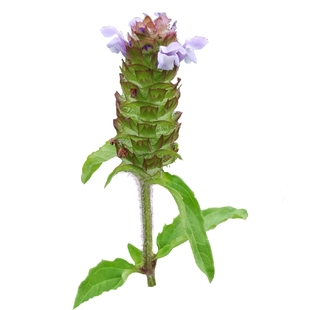 深山新鲜夏枯草全草带根晒干九重楼铁色大头花棒柱头花灯笼头六月