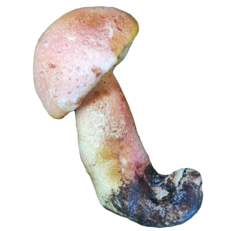 仿真野生菌蘑菇模型微景观布景