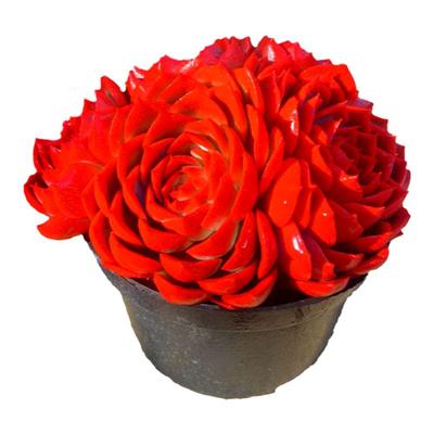 阳台庭院易养殖净化空气