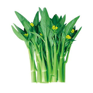 广东四九菜心种子红菜苔孑白菜苔四季蔬菜种籽苗秧增城迟青菜大全