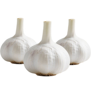 大蒜头出苔蒜大蒜种子四季播干大蒜种籽高产抗病农家耐寒大蒜种籽