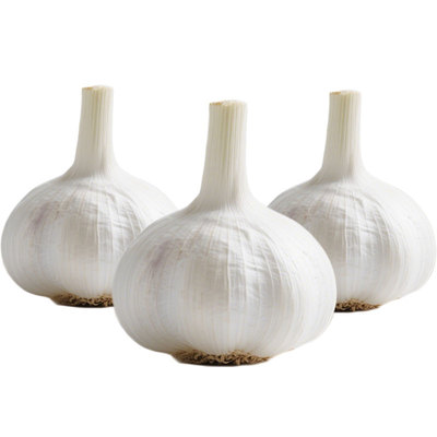 大蒜头出苔蒜种子四季播干蒜种籽