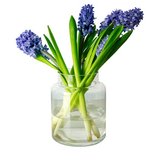 OOOOHins北欧简约直筒透明玻璃花瓶宽口风信子水仙水培插花器