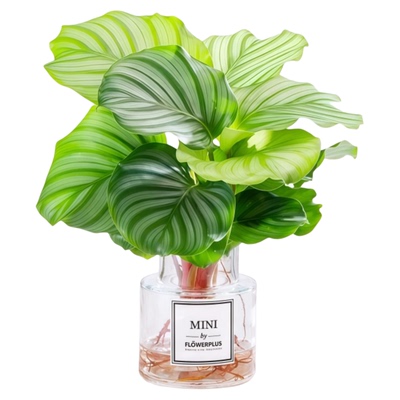 水培植物幸运女神红玫瑰竹芋盆栽