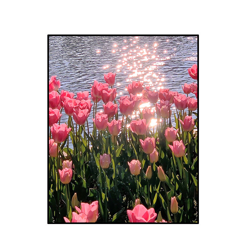 郁金香花卉5d钻石画手工点钻全钻