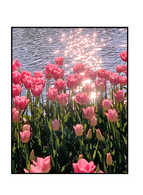 郁金香花卉5d钻石画手工点钻全钻